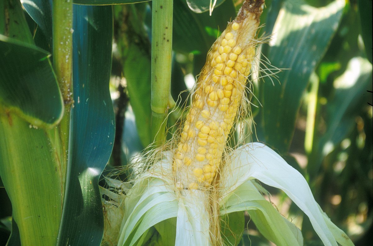 Absence of rain hampering maize crop