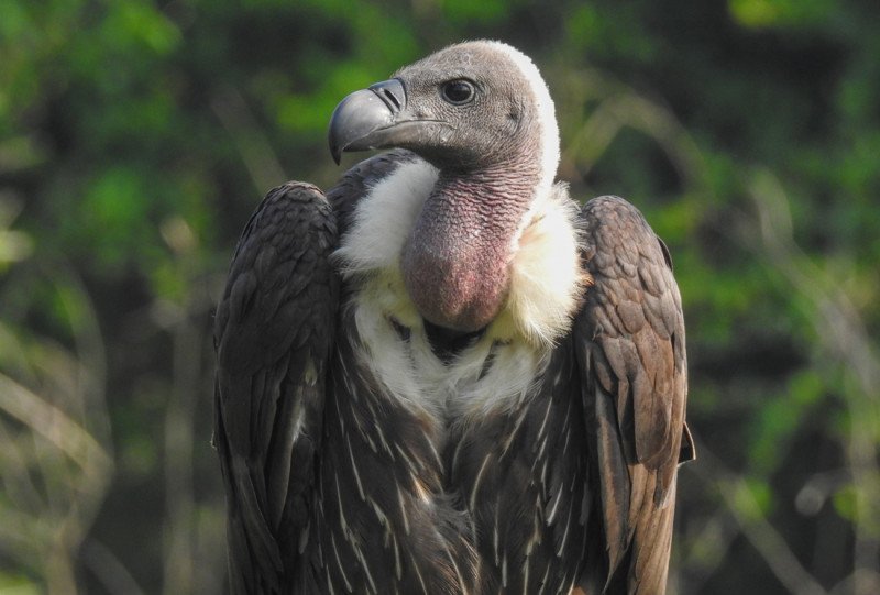 Vultures face extinction in Sudurpaschim due to habitat loss and human activities