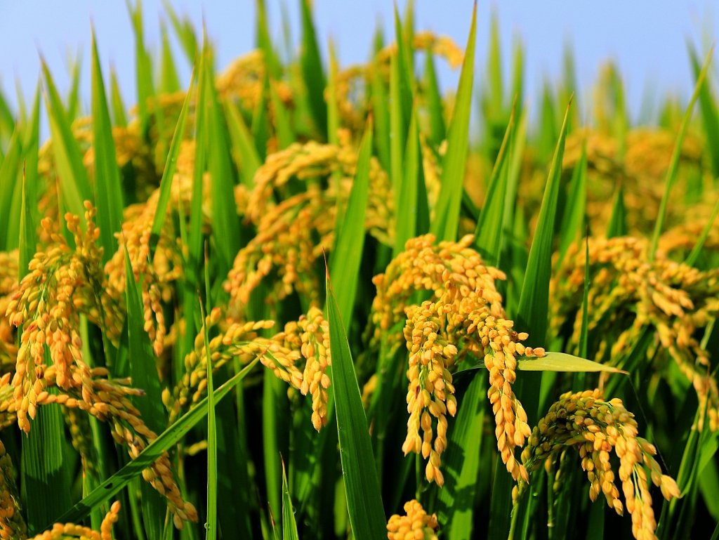 Prime Minister Oli visits rice planting area in Tianjin