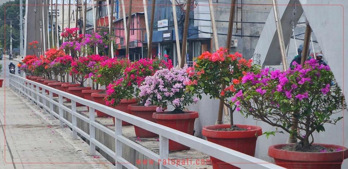 Kathmandu becomes beautiful with Kathmandu Metropolitan’s campaign to put vases on roadsides (With Pics)