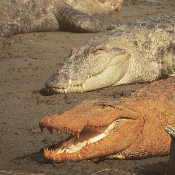 Why Nepal's crocodiles turned orange and other news from nature