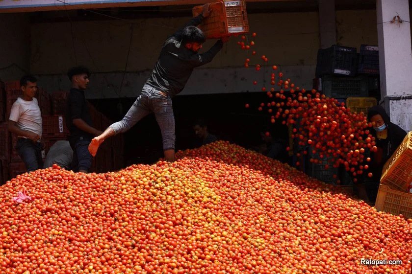 Farmers throw tomatoes after not getting market value (with pictures)
