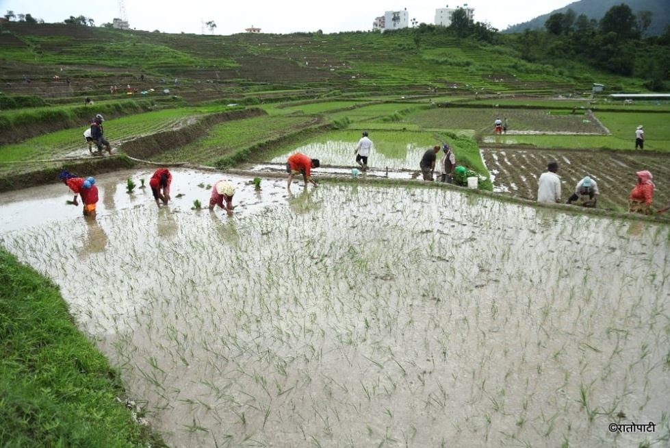 90 percent plantation completed in Baitadi