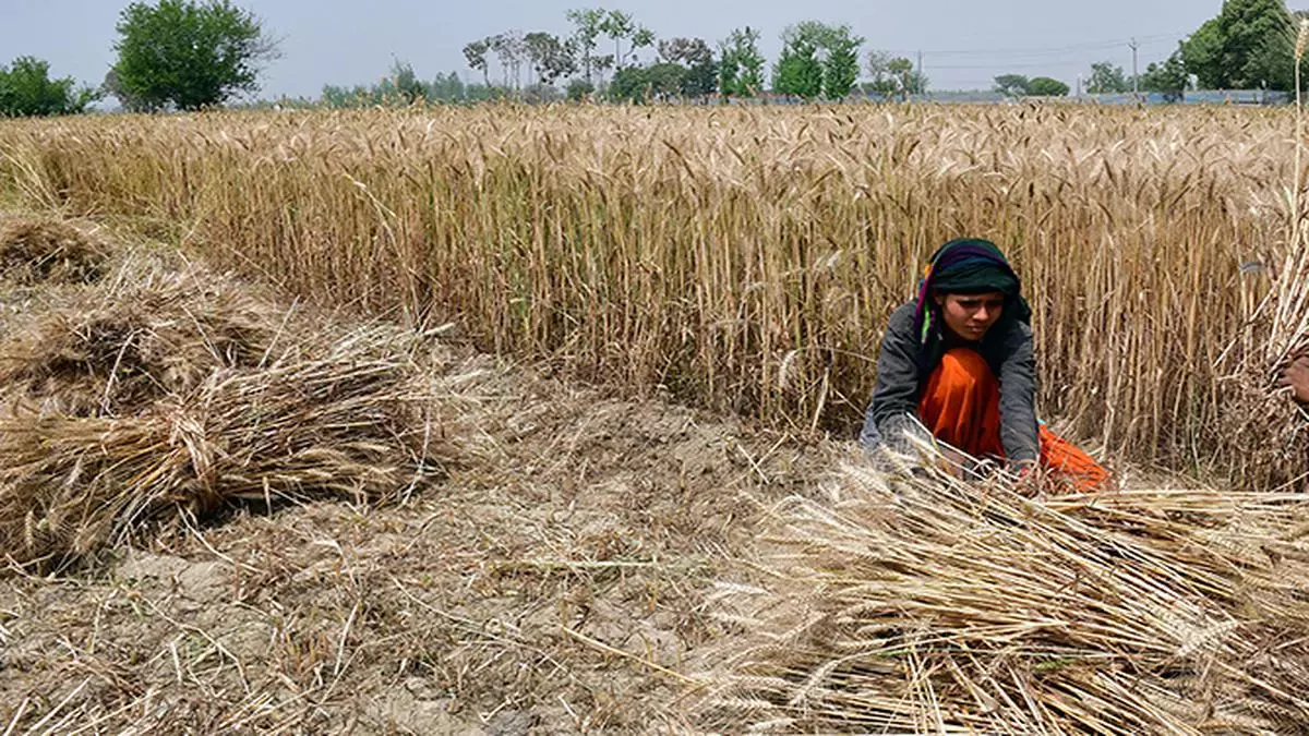 Unseasonal rains, hailstorms damage standing crops in large parts of India