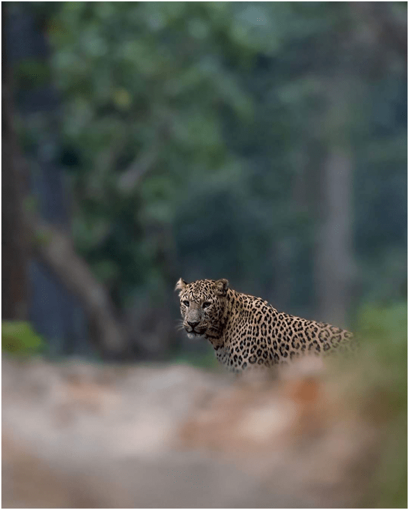 Roar for the leopard, Happy International Leopard Day