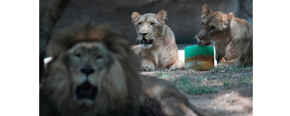 Animals suffer in Mexico heat wave