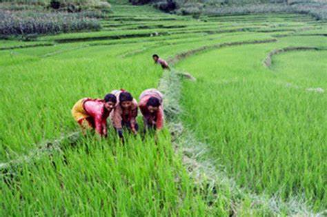 30 percent of families in Karnali Province self-reliant on agricultural production