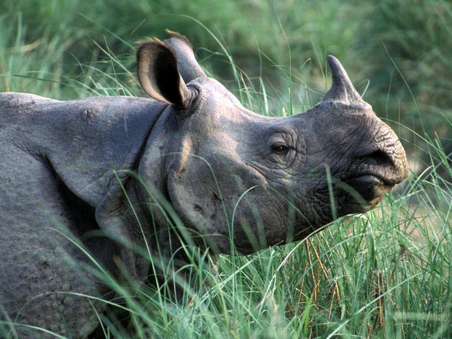 Adult rhino found dead in CNP