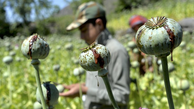 Destroyed 4,000 hectares of poppy fields in Afghanistan, claims Taliban