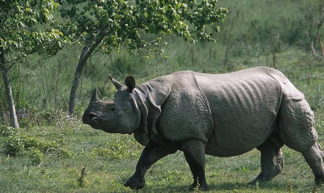 Third Rhino Range Countries Meeting begins in Chitwan