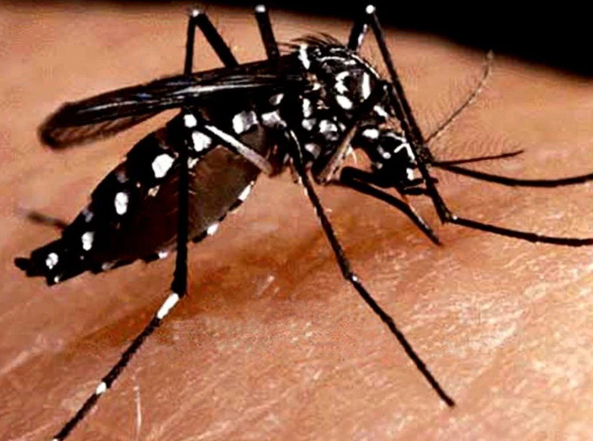 27 succumb to dengue in Bagmati province