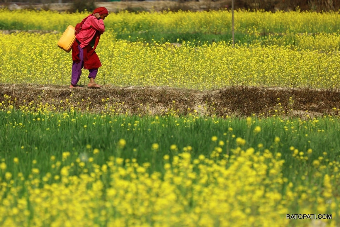 SeasonofMustardinNepal(2of16)_copy_1600x1067_L26QNTYSzU