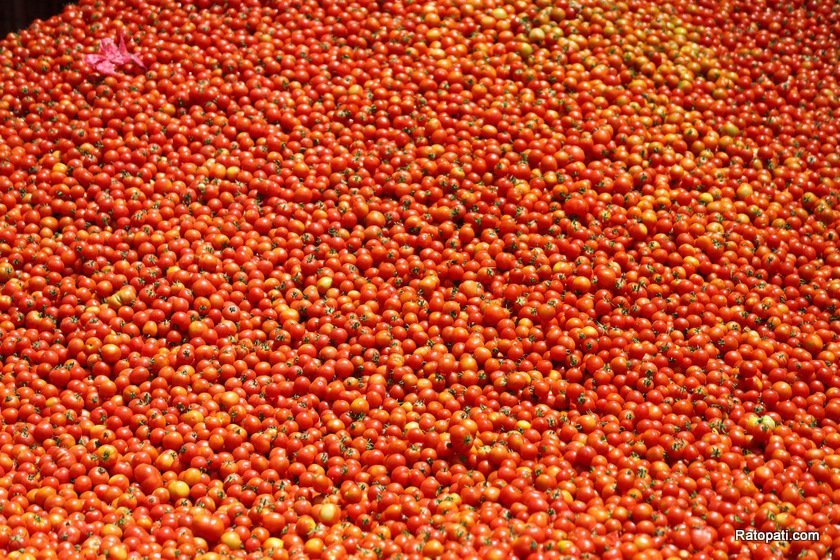 Wholesale price of tomatoes increases by 4 rupees