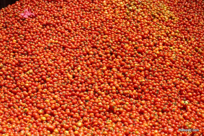 Tomatoes worth 580 million imported from India in 10 months