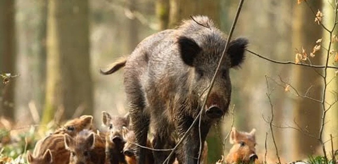 Wild Boar declared as animal harmful to agriculture