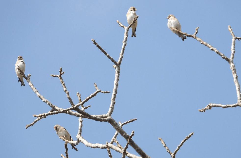 Eight new species of birds found in Resunga and Madane forest areas