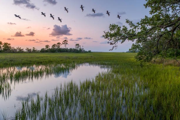 55 species of birds recorded in wetlands of east Chitwan