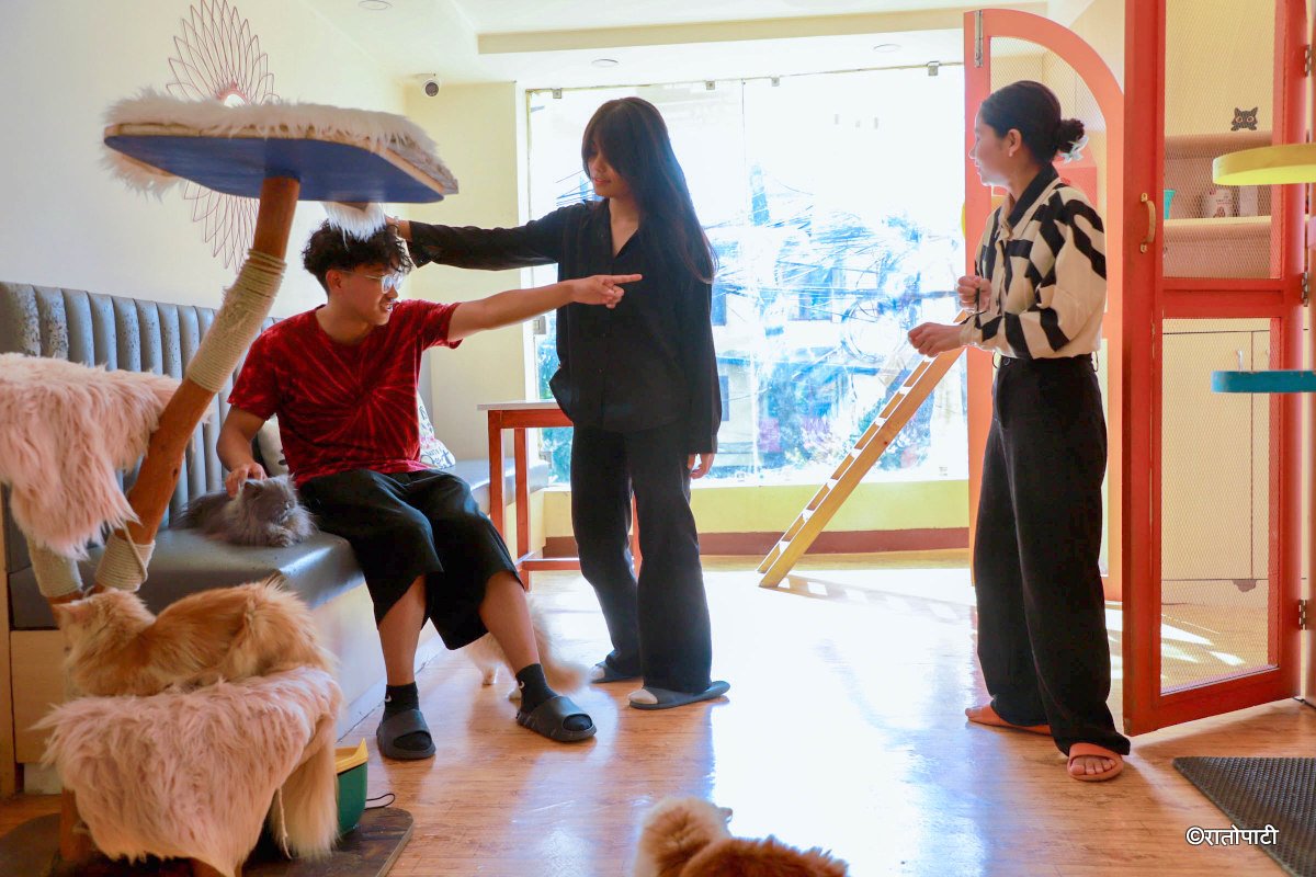 Cat Café Nepal: A Purr-fect Place for Cat Lovers