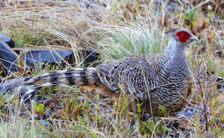 Cheer pheasants facing survival threats