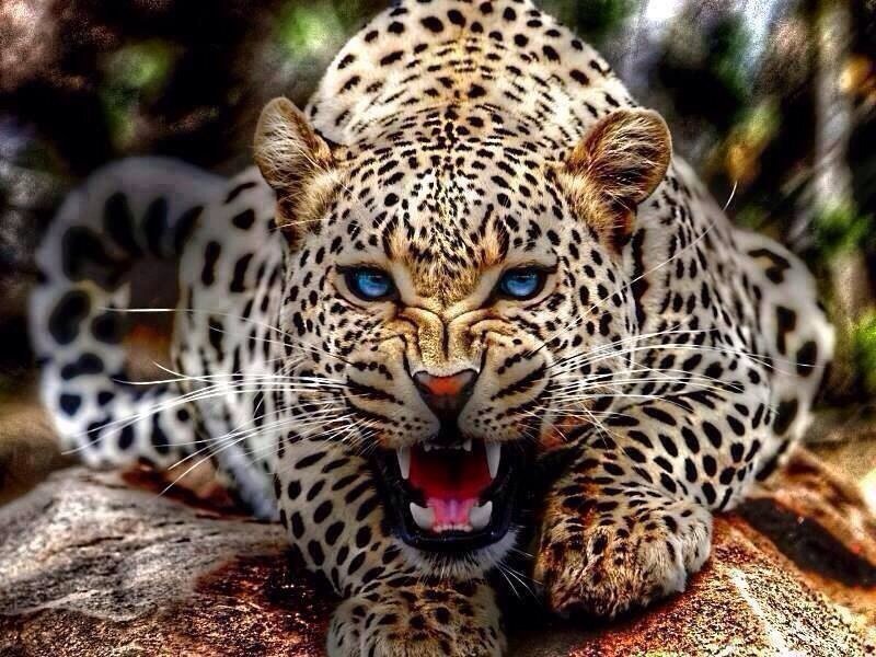 Woman Killed in Leopard Attack in Nepalgunj