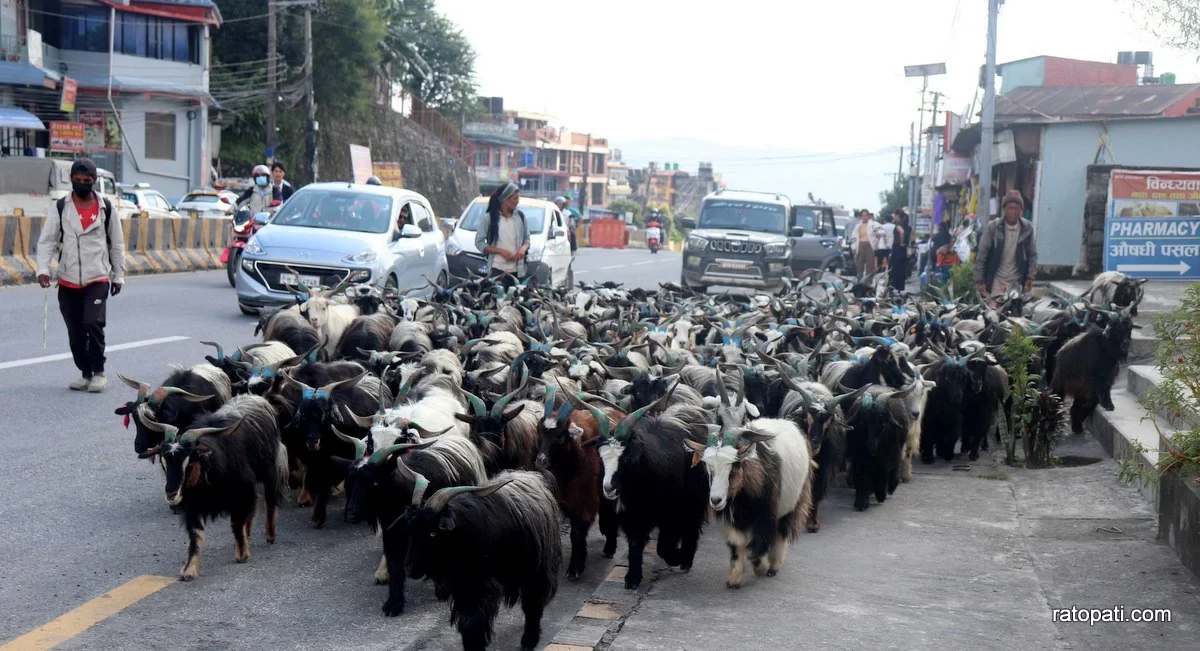 In pictures: Mountain goats flood into Pokhara for Dashain celebrations