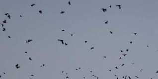 Dulal calls 'crow conference' on Kaag Tihar