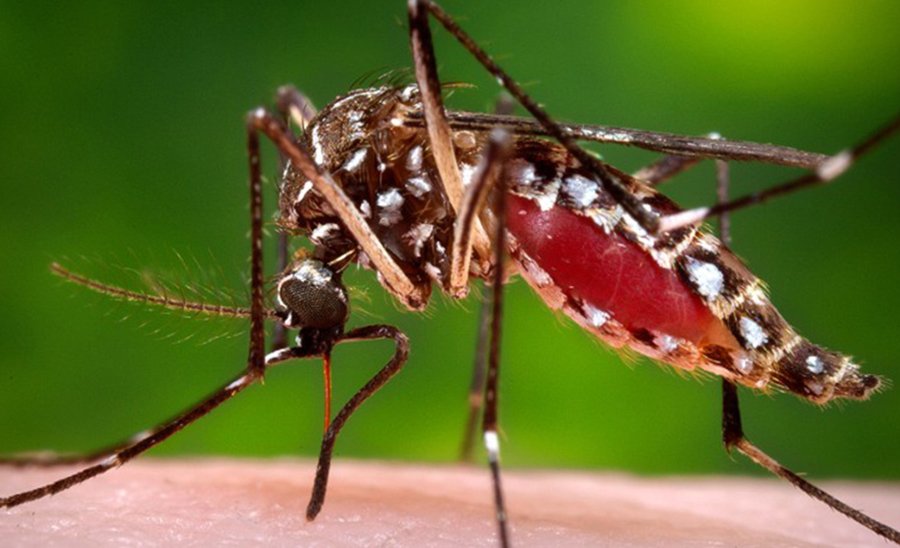 Six malaria cases recorded in Chitwan