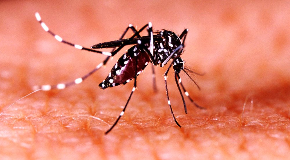 18 dengue cases confirmed in Baitadi