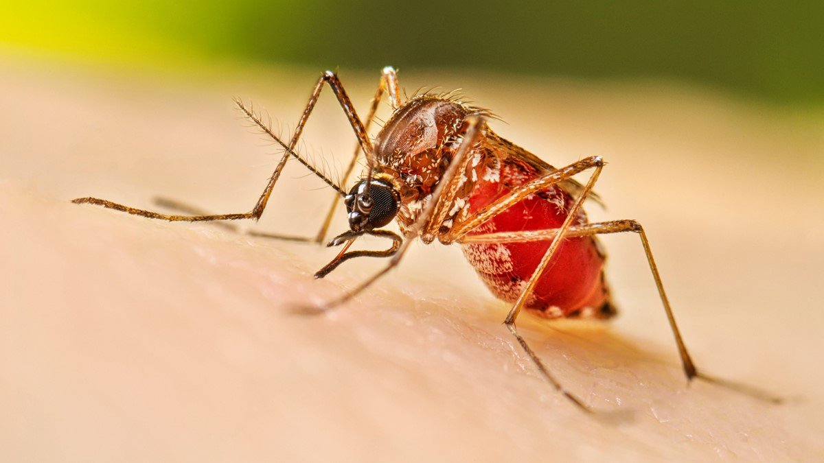 Ministry of Health Launches National Dengue Awareness Campaign