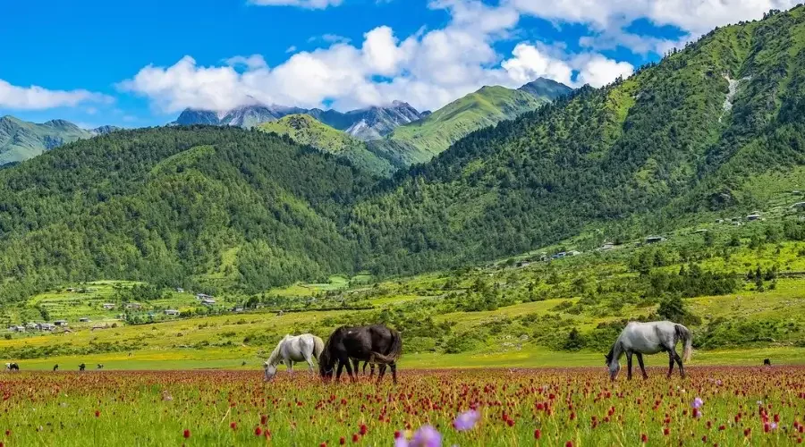 Dhorpatan receives 23,000 tourists in a year