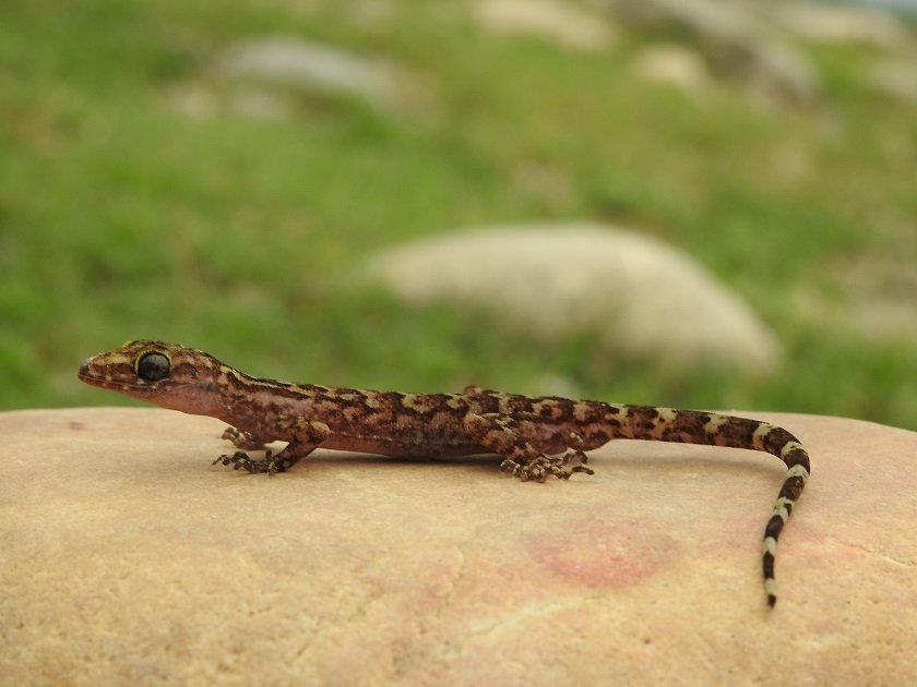 Discovery of Two New Gecko Species in Nepal