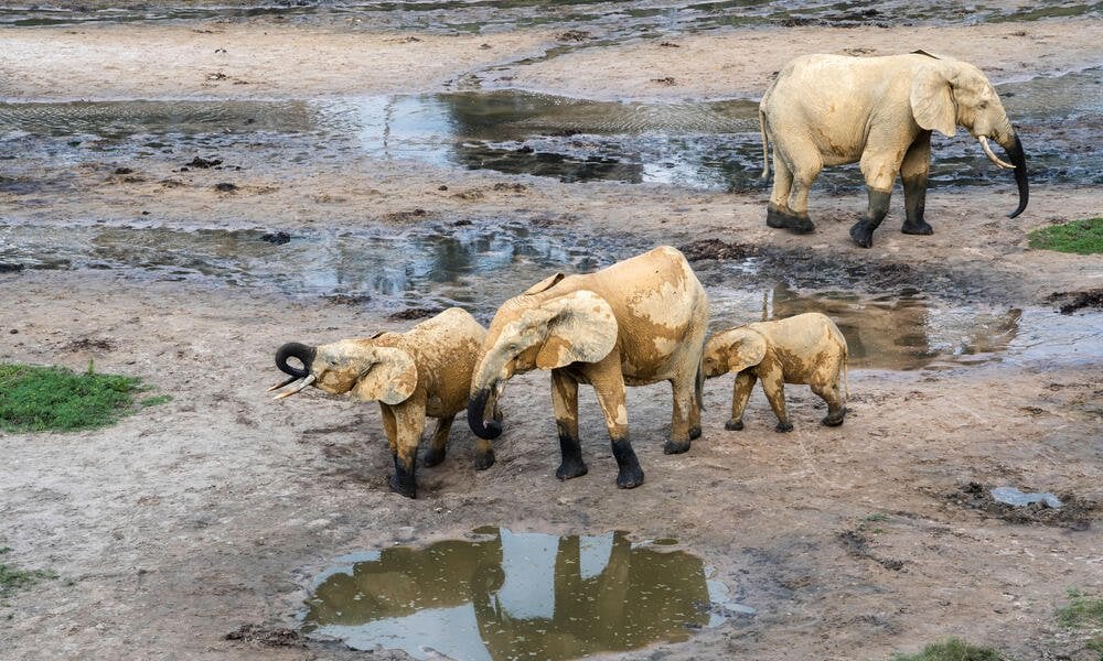 African elephants call each other by unique names, new study shows