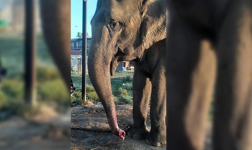 Trunk of tamed elephant cut off