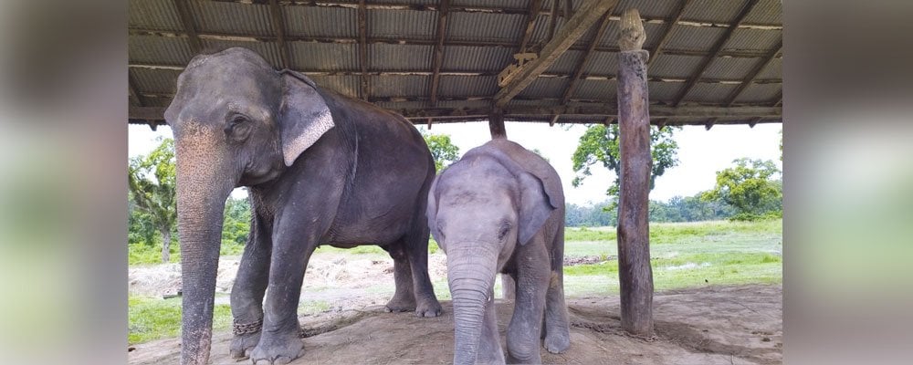 Native tusker population doubles in Jhapa