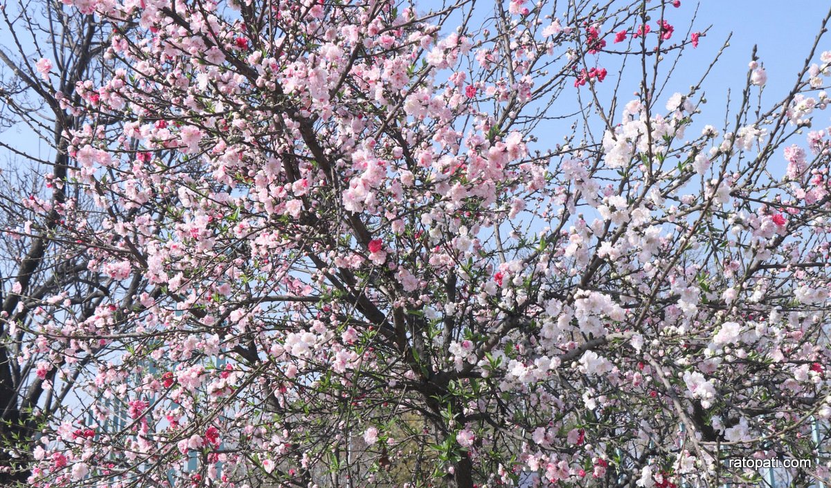 Kathmandu streets bloom as spring begins (photos)