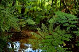 Sri Lanka launches task force to strengthen forest, wildlife protection