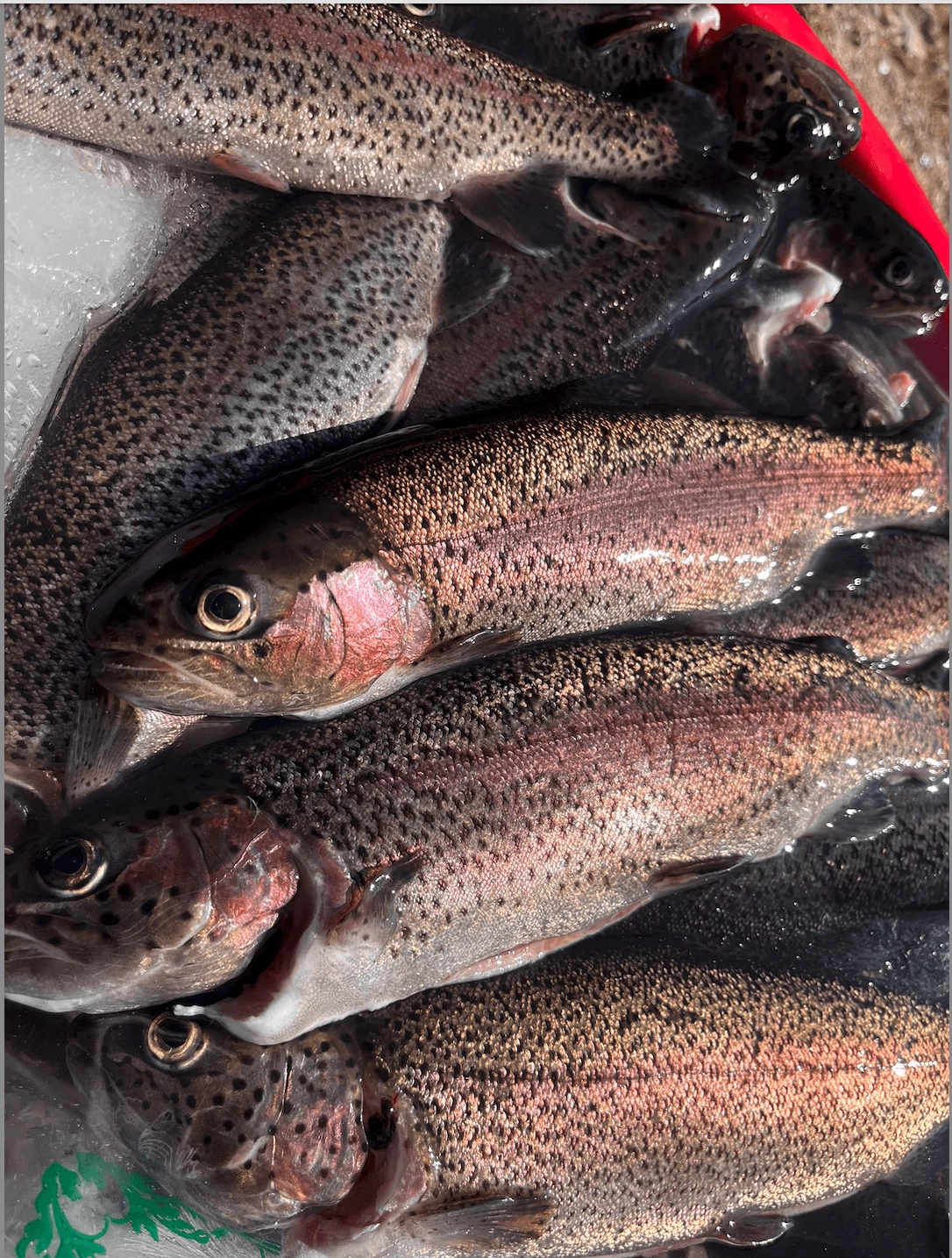 Fresh Fish