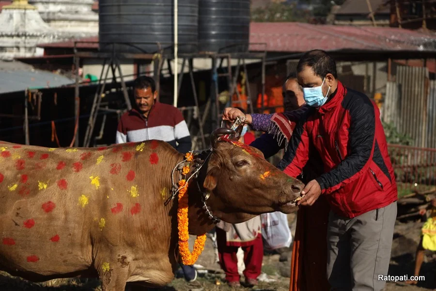 Gai Pooja, Govardhan Puja and Mha Puja being observed today