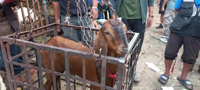 Healthy goats marked with green, sick ones with red