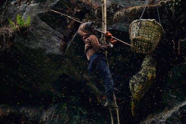 Nepal's Wild Honey Boom: Exploring the Sweet and Sour Dynamics