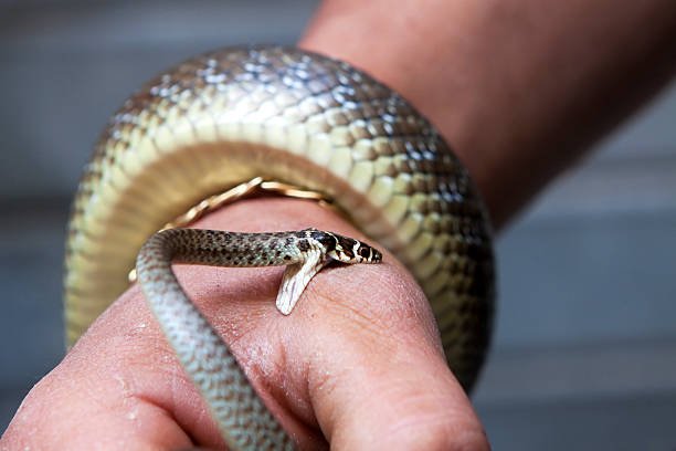 Snakebite Claims Life in Dang District