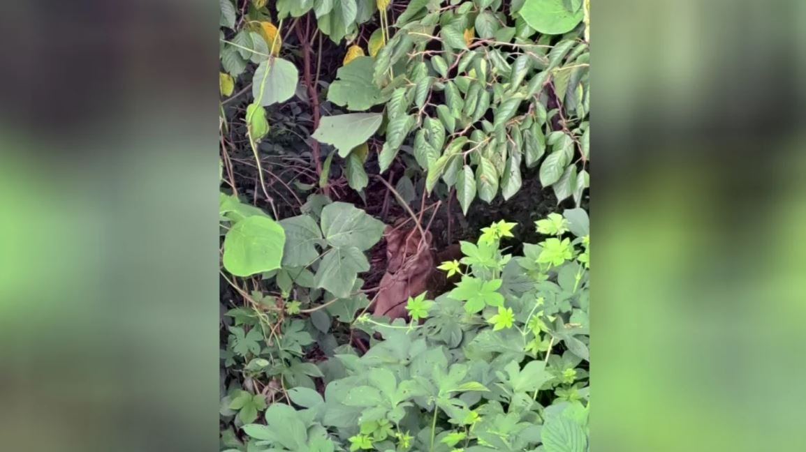 Endangered lioness killed after escaping farm in South Korea