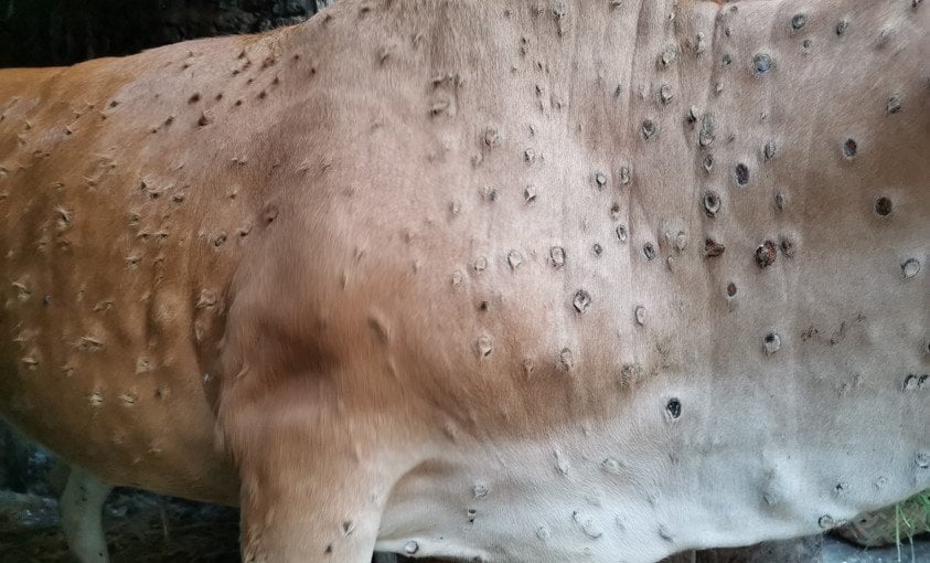 300 cattle vaccinated against LSD in Gorkha