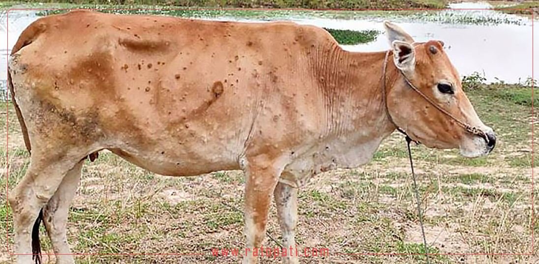 Lumpy skin disease kills 736 cattle in Khotang