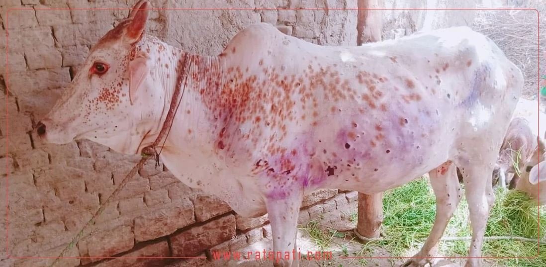 Lumpy skin disease goes out of control in Baitadi