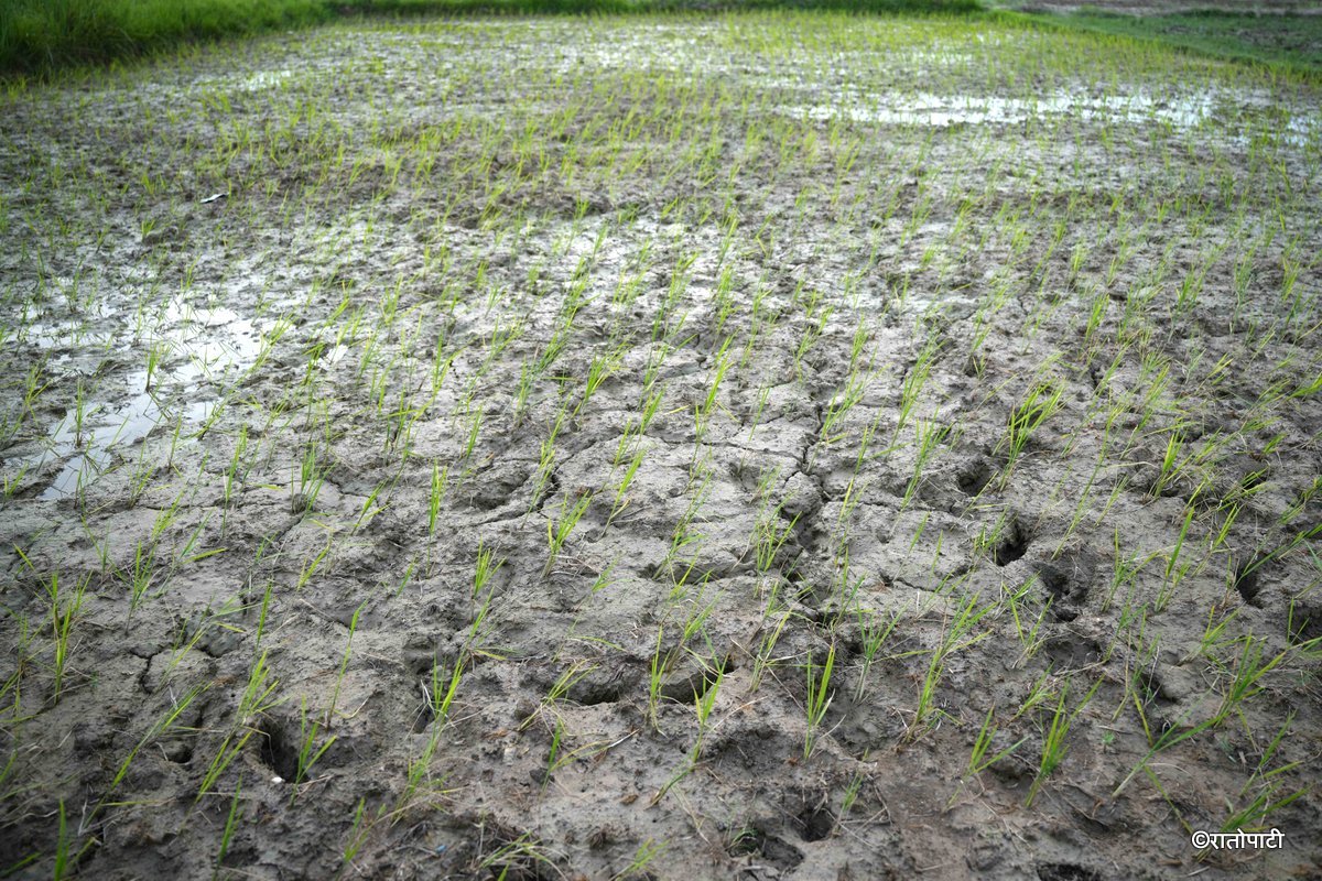 Rain Brings Relief to Farmers in Siraha, Paddy Planting Begins