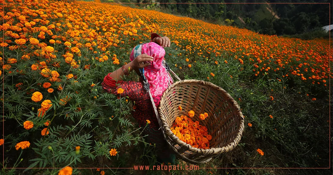 Flower farmers in Kathmandu prepare for Tihar celebrations (photos)