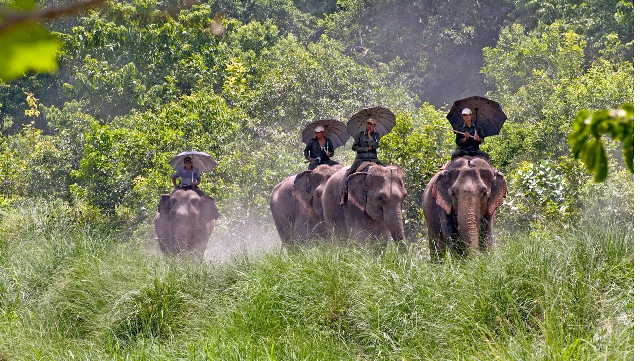 Tourists arrival increasing in Bardiya National Park