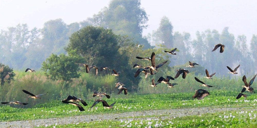 Migratory birds start flocking to Kailali-Kanchanpur's wetlands