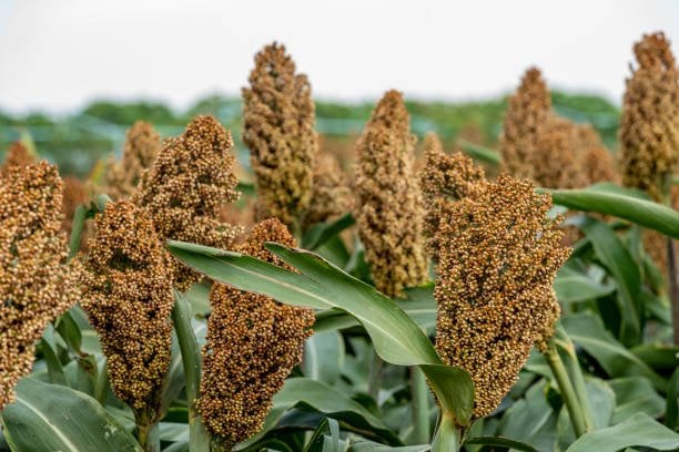 Millet farming expanded in rural parts of Myagdi